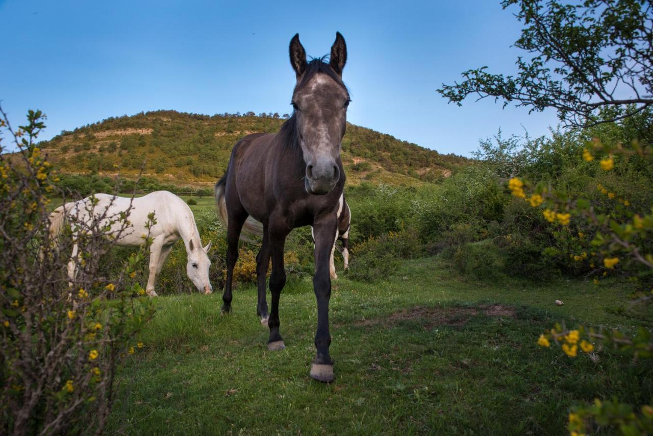 Hospedaje Rural Casa Parri Poveda de la Sierra Exteriér fotografie